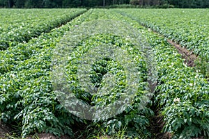 Green potato field with plants in nice rows