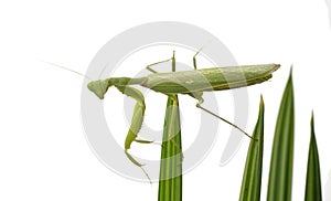 Large green praying mantis 7 cm