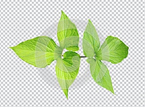 a large green rawl leaf is shown on a white background, green leaf plant eco nature tree