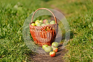 Large green ripe apples in a wicker basket at the end of summer in sunlight in the green grass in the garden