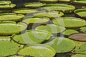 Large green rounded leaves of a giant water lily in the Pamplemousse botanical garden . Mauritius Island