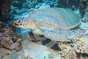 Large green sea turtle on the seabed