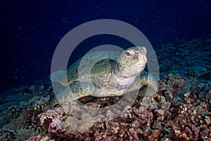 A Large Green Sea Turtle sits on the reef