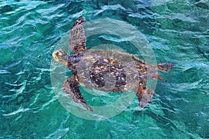 Large green sea turtle swimming on the surface of ocea,.