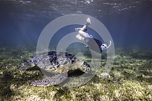 A large Green sea turtle underwater with a snorkeler