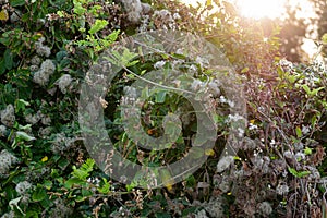 A large green shrub in early autumn and late summer with interesting fluffy and shaggy inflorescences. Beige down on a leafy Bush