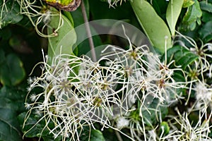 A large green shrub in early autumn and late summer with interesting fluffy and shaggy inflorescences. Beige down on a leafy Bush