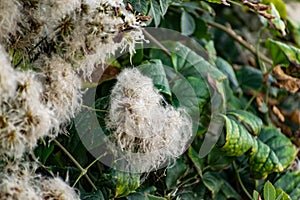 A large green shrub in early autumn and late summer with interesting fluffy and shaggy inflorescences. Beige down on a leafy Bush