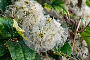 A large green shrub in early autumn and late summer with interesting fluffy and shaggy inflorescences. Beige down on a leafy Bush