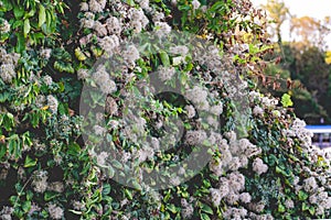A large green shrub in early autumn and late summer with interesting fluffy and shaggy inflorescences. Beige down on a leafy Bush