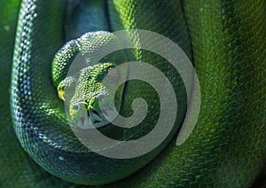 Large green snake coiled up and sleeping