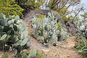 A large green spiky cactus leaves