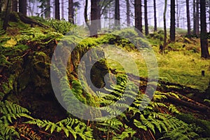 Large green stump in summer forest