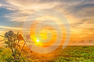 Large green thistle bush at dawn in a field against the sky, close-up