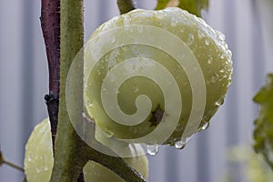 Large green tomato of milky ripeness in raindrops