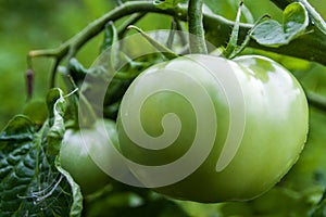 Large green tomato weighs on the bush. The concept of agriculture