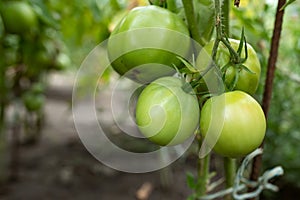 Large green tomatoes on a branch in the greenhouse. Growing organic vegetables on the farm. Selective focus