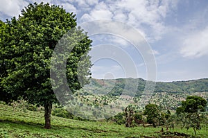 Large green tree in green hilly landscape of highlands of Cameroon along Bamenda Ring Road, West Africa
