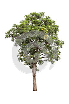 Large green tree isolated on white background