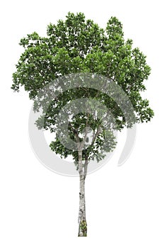 Large green tree is isolated on a white background. clipping path