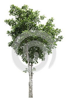 Large green tree is isolated on a white background. clipping path