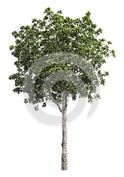 Large green tree is isolated on a white background. clipping path