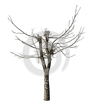 Large green tree is isolated on a white background. clipping path