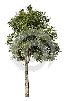 Large green tree is isolated on a white background. clipping path