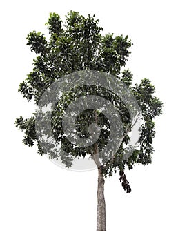 Large green tree is isolated on a white background. clipping path