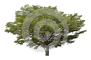 Large green tree is isolated on a white background. clipping path