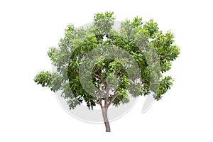 Large green tree Neem Tree isolated on white background
