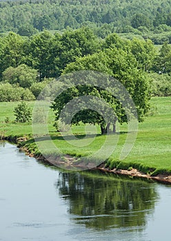 Large green tree on the riverbank