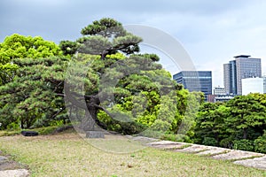 Large green trees are in eastern side of the Nishinomaru of Edo castle. The Chiyoda ward of Tokyo city