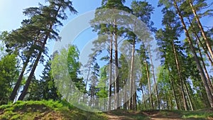 Large Green Trees, View From Below. Slow motion steadicam footage.