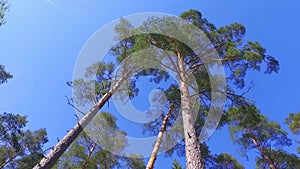 Large Green Trees, View From Below. Slow motion steadicam footage.