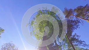 Large Green Trees, View From Below. Slow motion steadicam footage.