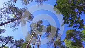 Large Green Trees, View From Below. Slow motion steadicam footage.