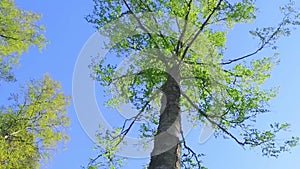 Large Green Trees, View From Below. Slow motion steadicam footage.