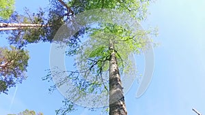 Large Green Trees, View From Below. Slow motion steadicam footage.