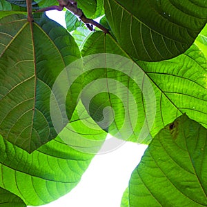 Large green Tropical leafes
