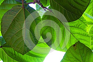 Large green Tropical leafes