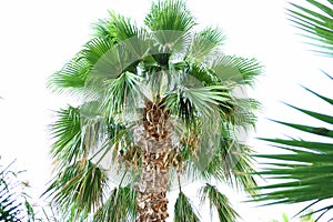 Large green tropical palm tree.