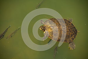 Large green turtle swimming in a lake with fish