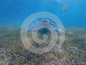 Large green turtle underwater. The old green turtle feeds underwater