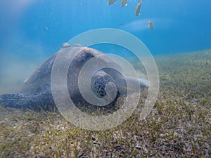 Large green turtle underwater. The old green turtle feeds underwater