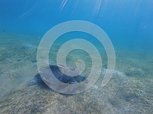 Large green turtle underwater. The old green turtle feeds underwater