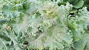 Large green vegetables, full frame.