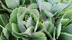 Large green vegetables, full frame.