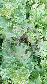 Large green vegetables, full frame.