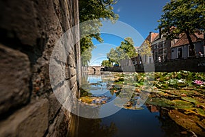 Naturally growing water plants in a Dutch city canal with flowing water and reflecting water surface.